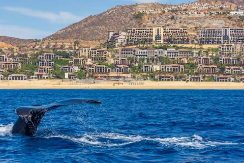 Witness humpback whales breaching in Banderas Bay during winter migration season