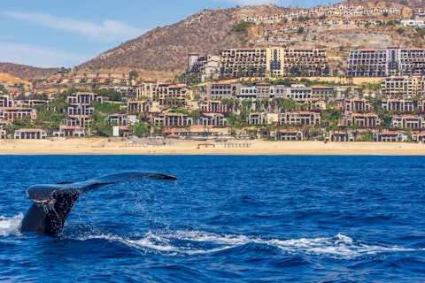 Witness humpback whales breaching in Banderas Bay during winter migration season