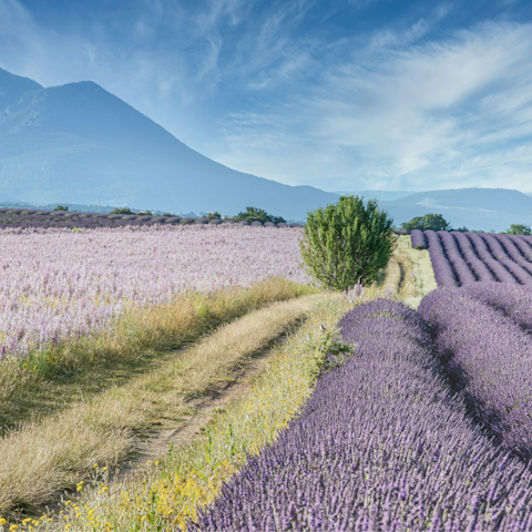 Visit the famous lavender fields of Provence