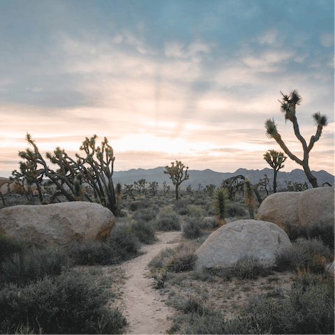 Hike the Joshua Tree National Park, a forty-minute drive away
