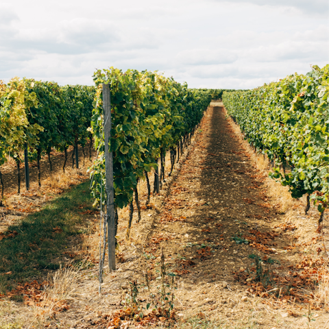 Head into nearby Platres village for a wine tasting afternoon