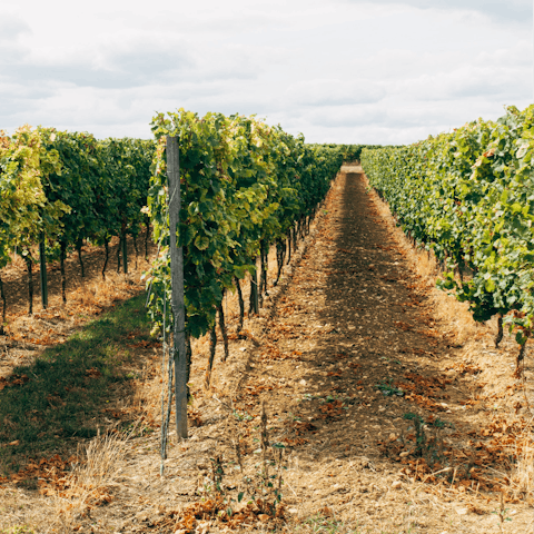 Head into nearby Platres village for a wine tasting afternoon
