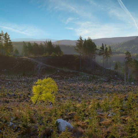 Explore the Cairngorms National Park, including Loch Insh