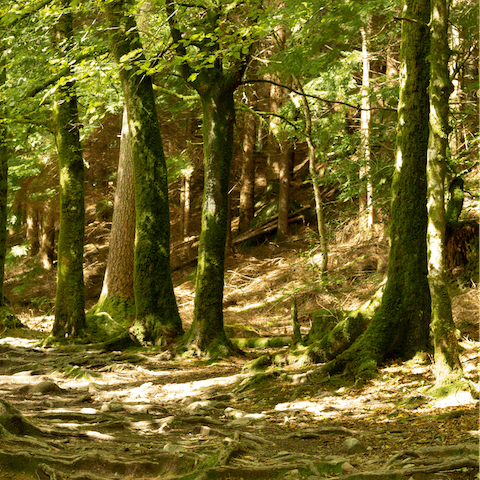 Head to Southwick Country Park for woodland walks and cream tea, just a five-minute drive away