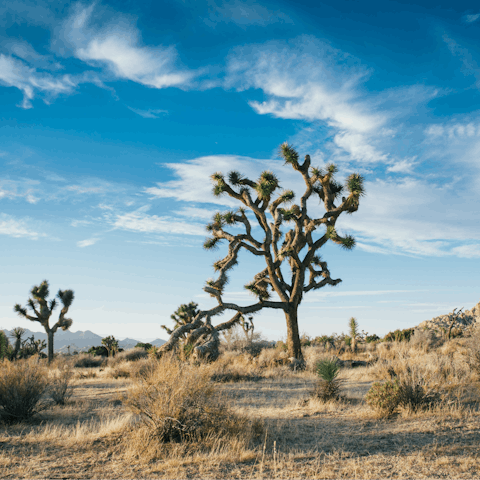Take a road trip out to Joshua Tree National Park and roam through the desert