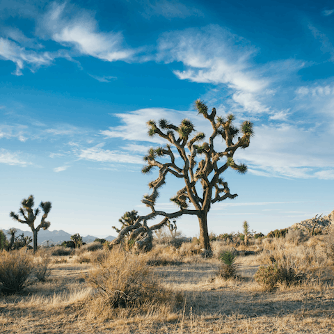 Take a road trip out to Joshua Tree National Park and roam through the desert