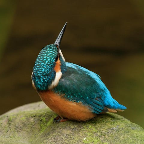 Spot the local wildlife from forest trails leading right from your doorstep