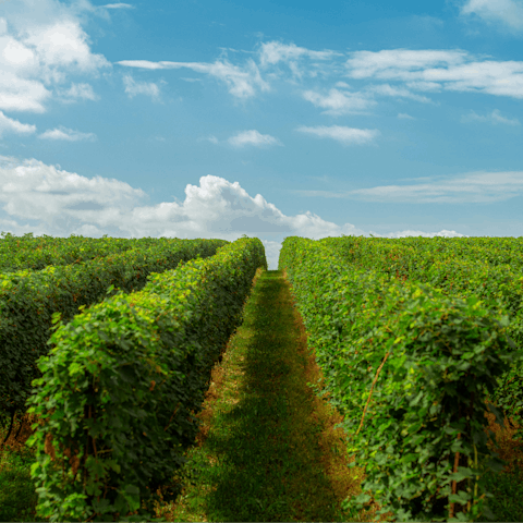 Take a tour of the region's local vineyards