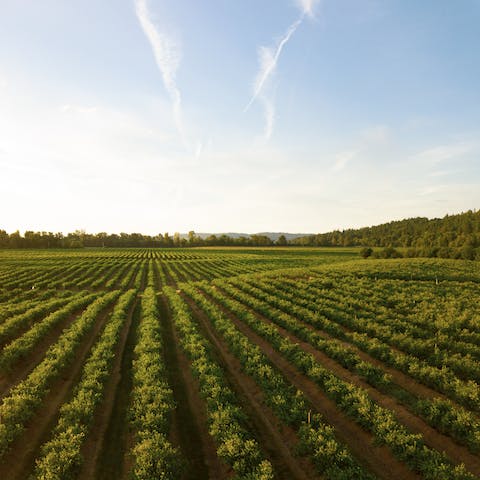 Explore the tantalising flavours of Walla Walla Valley wines – there are over thirty tasting rooms to try