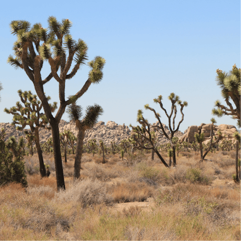 Head to Joshua Tree National Park for a hike you won't forget