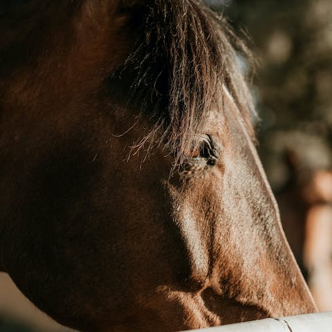 Get to know the local livestock within hectares of farmland