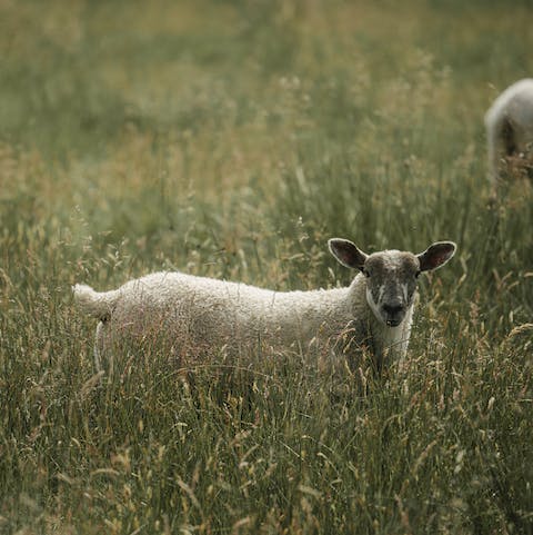 Meet your friendly new neighbours that share the grounds