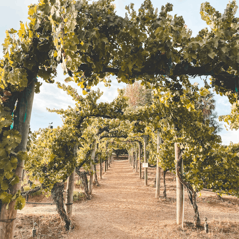 Visit the beautiful vineyards of Wine Country, and try some beautiful Californian wines