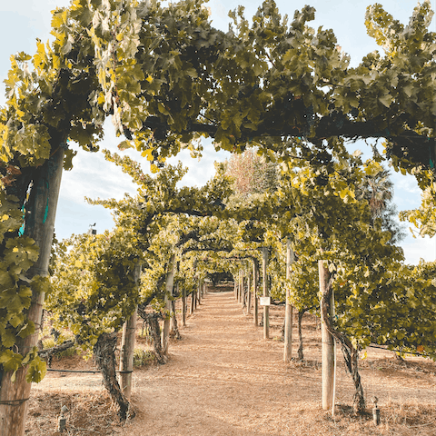 Visit the beautiful vineyards of Wine Country, and try some beautiful Californian wines