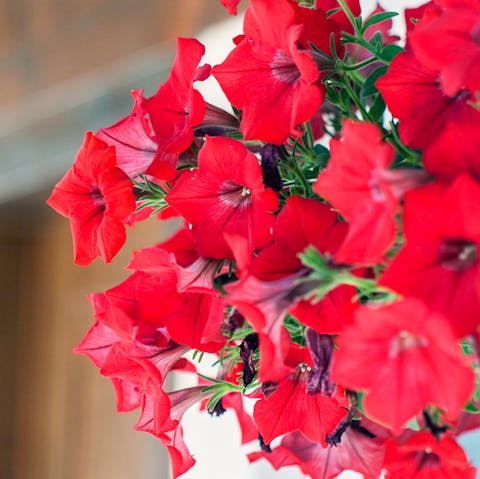 Surrounded by beautiful native flowers