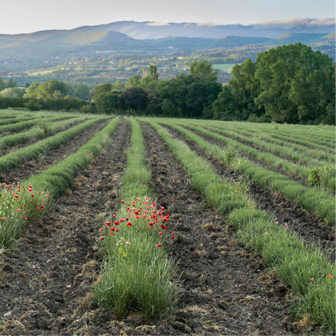 Explore the stunning landscapes of the Luberon in Provence