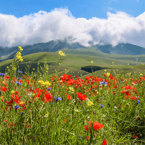Immerse yourself in the rural beauty of Umbria