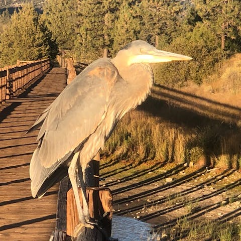 Experience California's wildlife up close