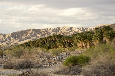Wander Coachella Valley Preserve's rare desert oasis, about thirty-five minutes by car