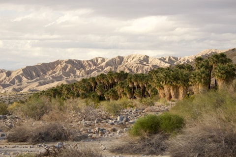 Wander Coachella Valley Preserve's rare desert oasis, about thirty-five minutes by car