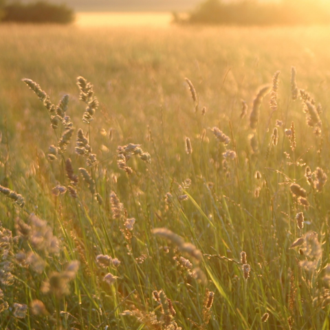 Follow hiking trails through the stunning Dorset countryside