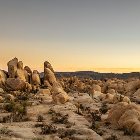 Discover Joshua Tree, a forty-minute drive away