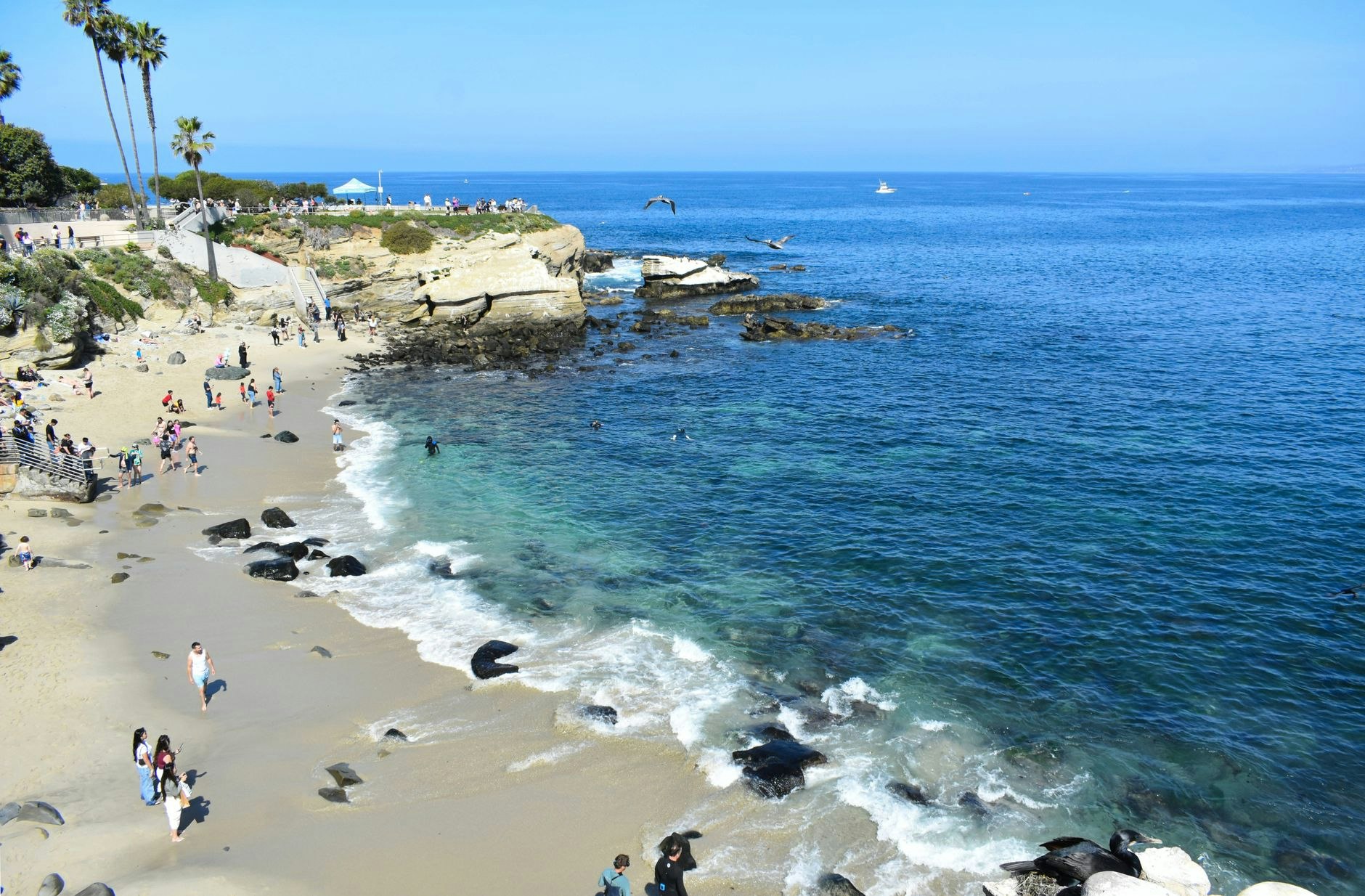 San Diego Essence