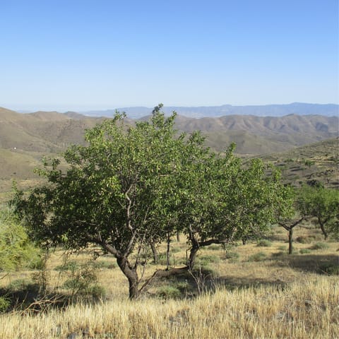 Reconnect with nature and enjoy a hike up The Sierra de Tejeda mountains