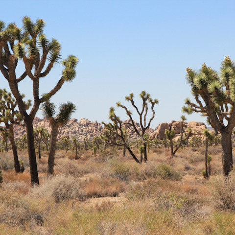 Lace up those hiking boots and take on Joshua Tree National Park