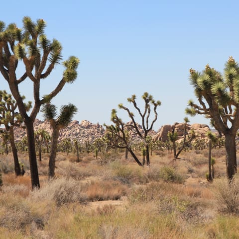 Lace up those hiking boots and take on Joshua Tree National Park