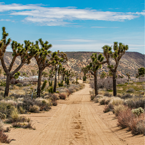 Explore the Joshua Tree National Park on your doorstep
