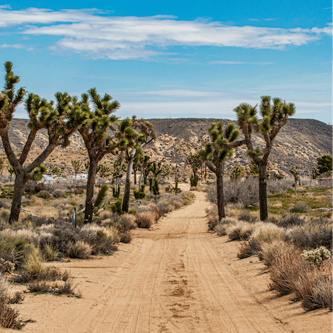 Explore the Joshua Tree National Park on your doorstep