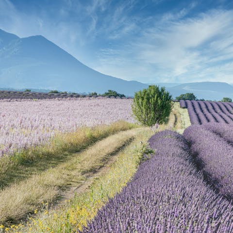 Fall for the Provençal  landscape and lifestyle