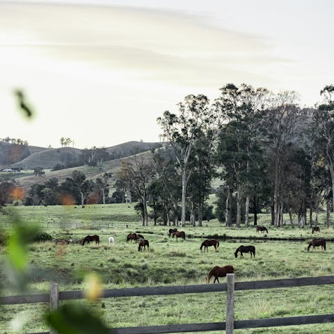 Fall in love with the natural beauty of Hunter Valley
