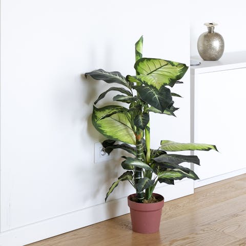 The pot plants