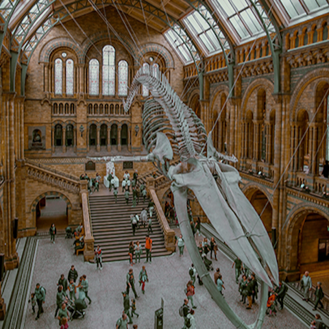 Take in a spot of culture with a visit to the Natural History Museum