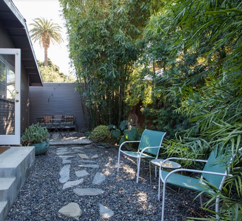 Bamboo in the garden for plenty of privacy