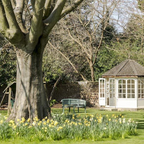 A large birch tree and summer house