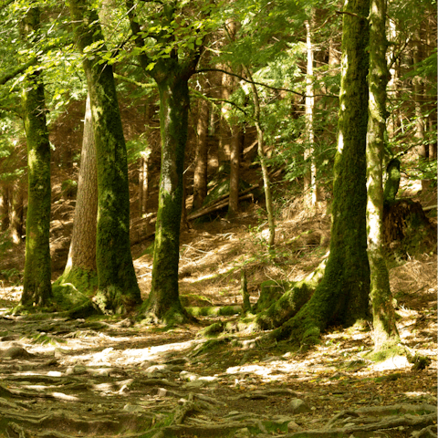 Get out into the Suffolk countryside and spot the wildlife