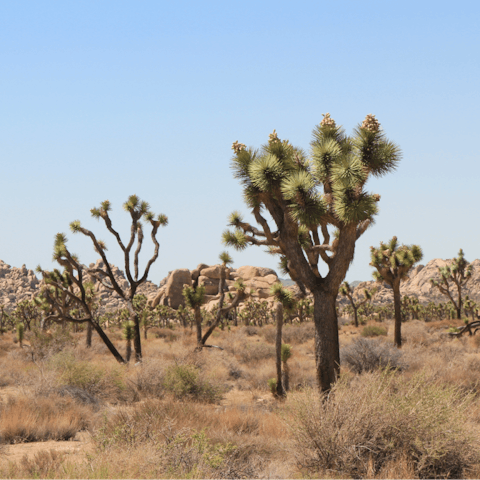 Visit Joshua Tree National Park, just an eight-minute drive away