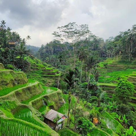 Explore the sacred land of Ubud with an organised excursion