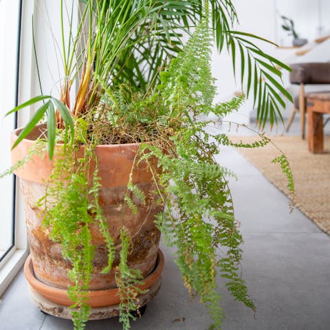 Lots and lots of plants