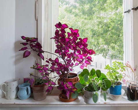 The beautiful greenery