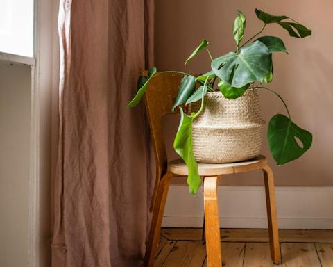 The thriving plants including this monstera