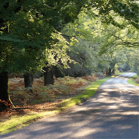 Explore the New Forest National Park on foot or by bike