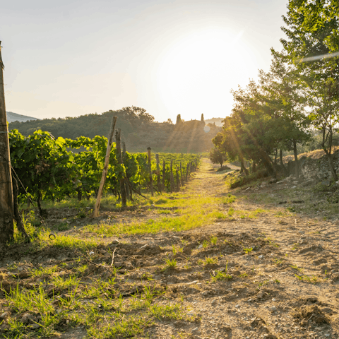 Experience the timeless beauty of Italy from Chianti
