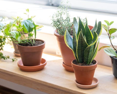 Plenty of greenery for plant lovers