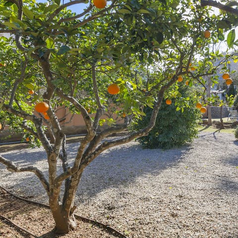 Let the kids play in the garden – and pick and orange or two in summer