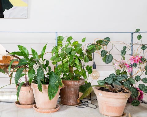 Your own private jungle