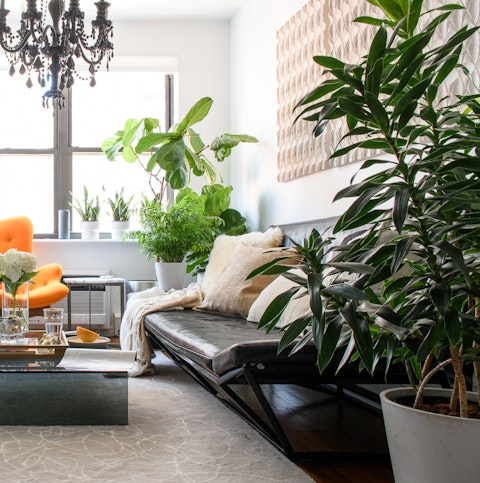 A plant-filled living room